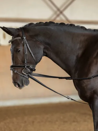 Rênes viennoises noires, poney