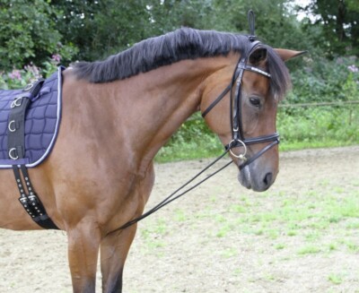 Enrênement élastique, noir