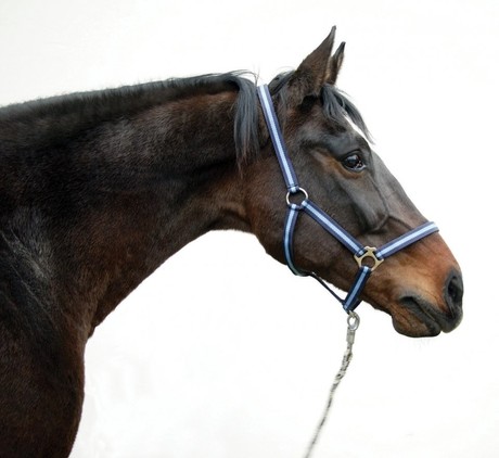 Porte bridon métal rouge