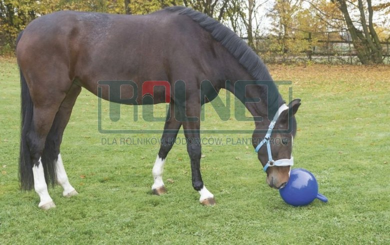 Balle à jouer chevaux 25cm bleu