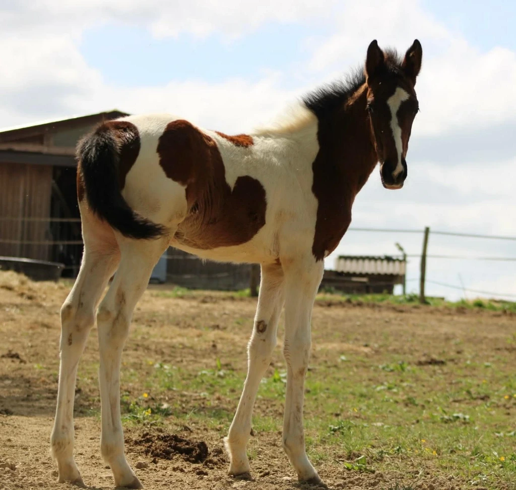 Quezia du Mouret (Anglo Part Bred)