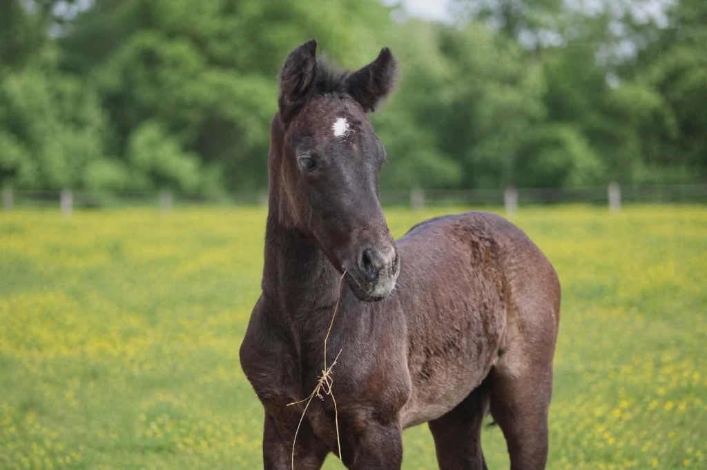 Qondor du Mouret (Connémara Part Bred)