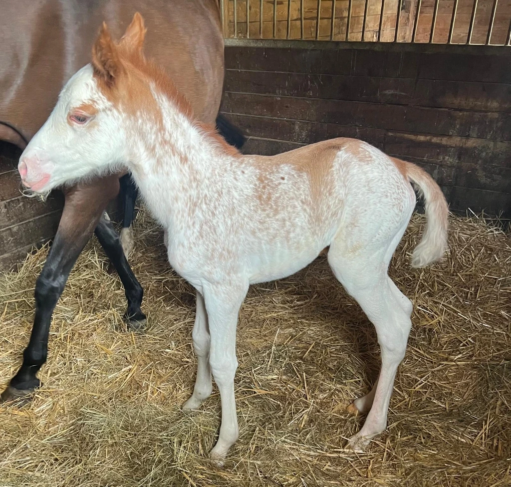 Quincybel du Mouret (Anglo Part Bred)