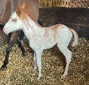 Quincybel du Mouret (Anglo Part Bred)