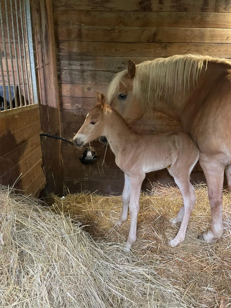 Qomète du Mouret (Connémara Part Bred)